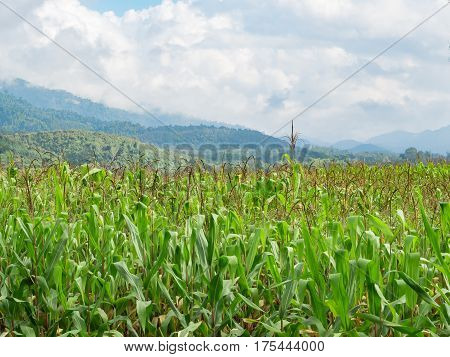 Agricultural landscape of green corn field on mountian background