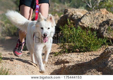 Dog and its owner taking part in a popular canicross race