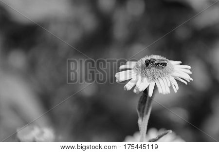 Bee Taking Nectar From A Fleabane Flower