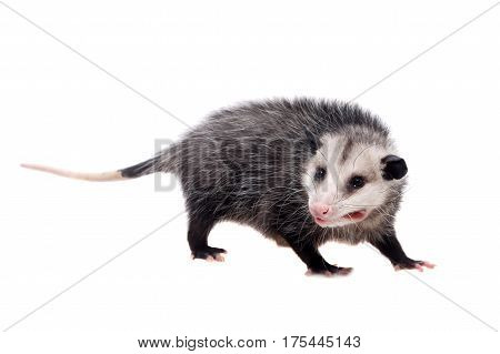 The Virginia or North American opossum, Didelphis virginiana, isolated on white background