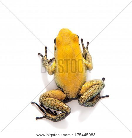 Black-legged poison frog, Phyllobates bicolor, on white, on white background.