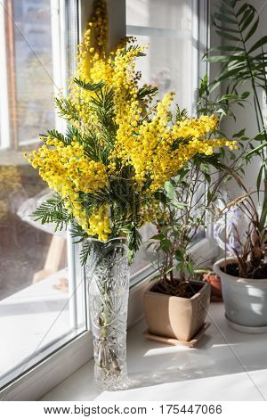 Mimosa in the vase on the windowsill. A beautiful spring bouquet. Yellow flowers and green leaves.