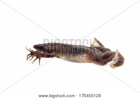 Carvalho's Surinam toad, Pipa carvalhoi, isolated on white background