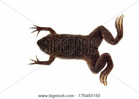 Carvalho's Surinam toad, Pipa carvalhoi, isolated on white background