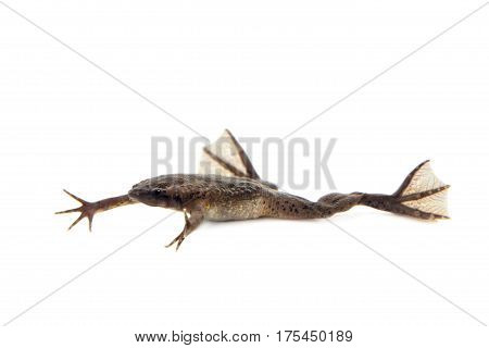 Carvalho's Surinam toad, Pipa carvalhoi, isolated on white background