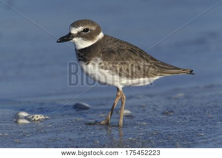 A Wilson's Plover Charadrius wilsonia standing in shallow water at the shoreline