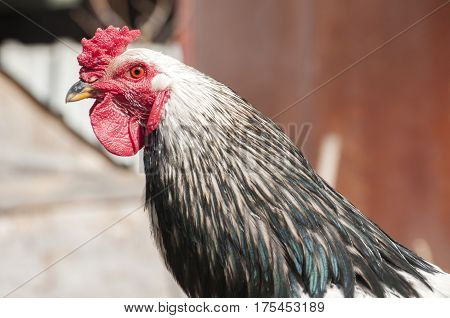 Head and neck of black and white rooster closeup