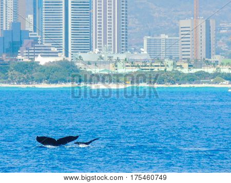 Humpback whales mom and calf diving off waikiki beach
