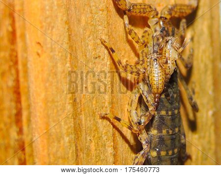 scorpion with two babies on her back