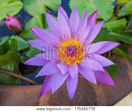 purple water lily in a ceramic jar