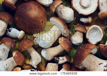 mushrooms scattered on the table top view. still life with mushrooms. Boletus luteus.