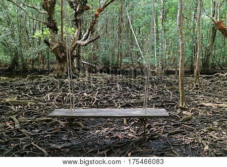 Wooden Swing in the Mangrove Forest with Awesome Tree Roots, Thailand