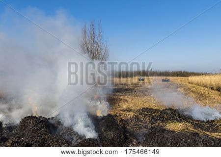 Cane or reed cultivation and burning of the cane near Giethoorn and Kalenberg in wintertime in National Park Weerribben-Wieden Netherlands.