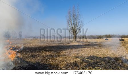 Cane or Reed cultivation and burning of the cane near Giethoorn and Kalenberg in wintertime in National Park Weerribben-Wieden Netherlands.