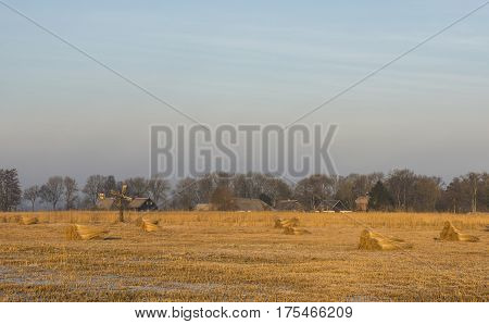 Cane Cultivation in Giethoorn with several houses and farms in nature reserve during sunrise in National Park Weerribben-Wieden Netherlands.
