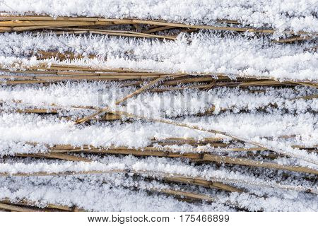 Hoarfrost on Cane Cultivation in Giethoorn in wintertime in National Park Weerribben-Wieden The Netherlands.