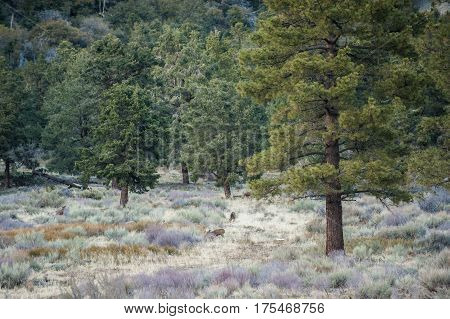 Douglas Fir forest of trees conceals the camouflaged does.