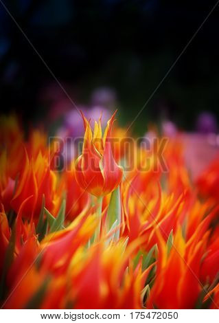 Photo of bright beautiful fiery tulips in the park