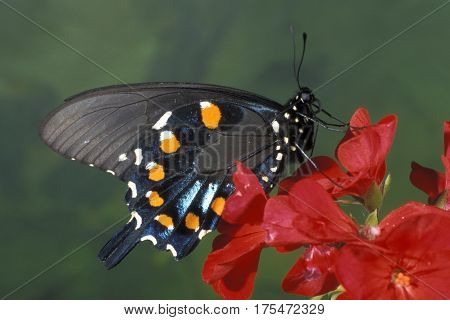A Pipevine Swallowtail Butterfly, Battus philenor in the garden on a red flower