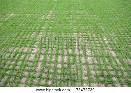 Newly Sown Grass Seed On Sports Field