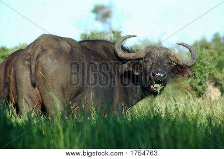 Buffalo