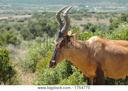 Hartebeest rojo antílope