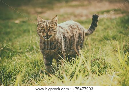 Funny tabby domestic cat walking on the green summer grass and meowing. He has bandit smile becouse of open mouth