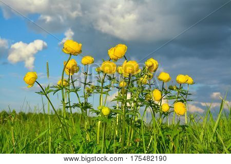 Blooming globeflower in a meadow on background cloudy sky.