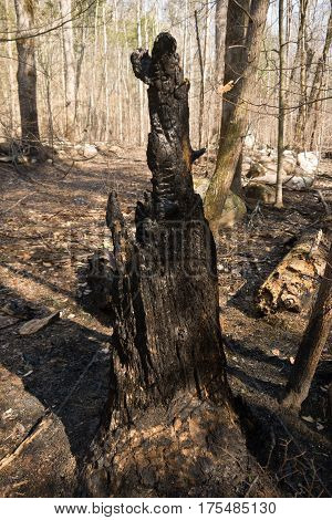 Old burned tree in woods near Gatlinburg Tennessee from November 2016 devastating fire