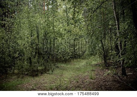 Dark moody forest with path and green trees, natural outdoor vintage background