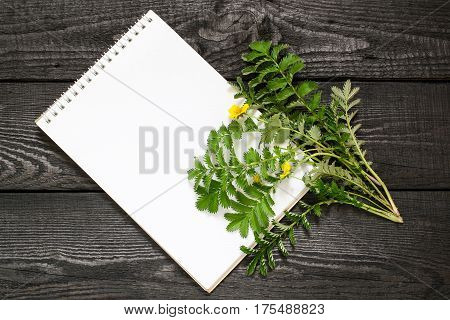 Medicinal plant Silverweed (Potentilla anserine or Argentina anserina) and notebook to write recipes and methods of application. Used in herbal medicine bee plant