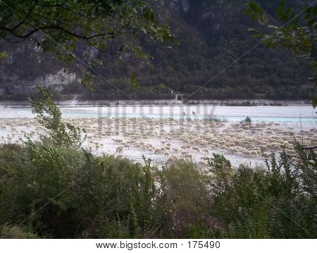Sheeps At The River