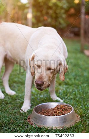 Brown Labrador Eating Outside