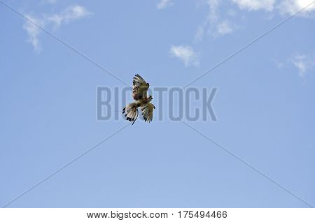 the nankeen falcon is flying high over head