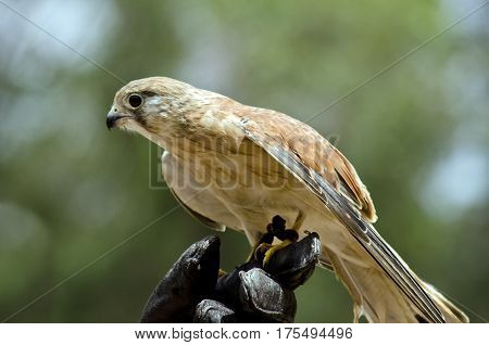 this is a close up of a nankeen falcon