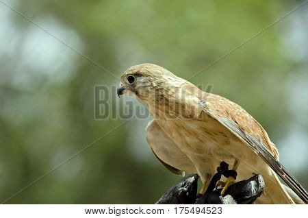 this is a close up of a nankeen falcon