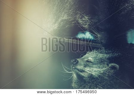 Rare beautiful endangered cute binturong animals touching