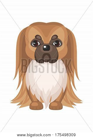 Pekingese . Vector image of a cute purebred dogs in cartoon style.