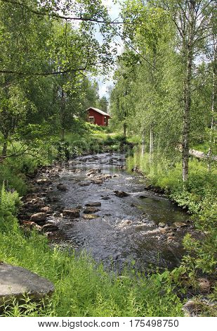 Typical Finnish nature fir woods near river Jukka Karelia