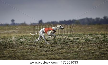 Whippet Dog Running. Coursing, Passion And Speed