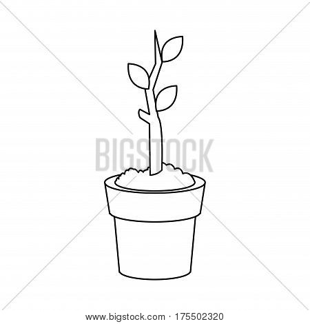 plant in a pot over white background. vecotr illustration