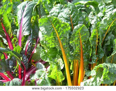 Red and yellow rainbow chard growing in garden