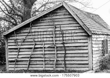 Rustic old fashioned wooden cabin with branches leaning against wall as garden stakes in black and white