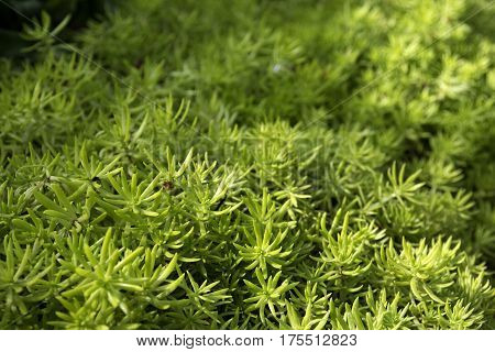 close up of sedum spathulifolium abstract vivd floral green background selective focus soft focus short depth of field focus foreground blurred background
