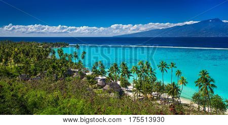 Palm trees on tropical beach of Moorea island with the view of Tahiti, French Polynesia