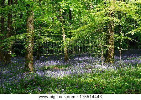 Beautiful sunny day in spring forest with a bluebell flowers