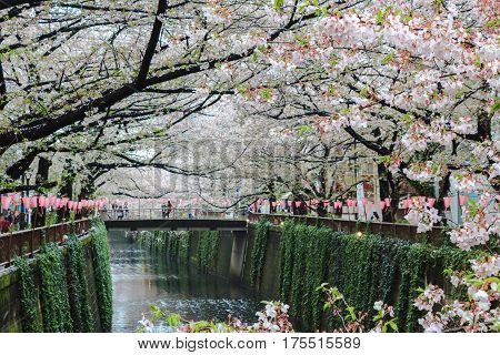 Tokyo Japan - April 7 2016: Cherry blossom or Sakura at Meguro Canal in Tokyo Landmark see of cherry blossom season.