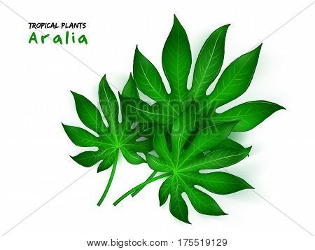 vector illustration of isolated realistic tropical aralia plant.