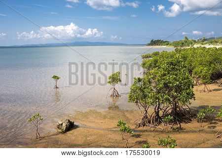 Seaside mangrove trees(Rhizophora mucronata) under blue sky in Ishigaki island