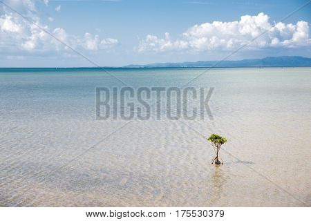 Seaside mangrove trees(Rhizophora mucronata) under blue sky in Ishigaki island
